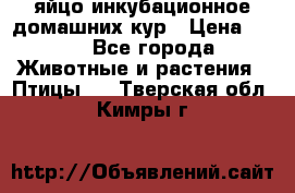 яйцо инкубационное домашних кур › Цена ­ 25 - Все города Животные и растения » Птицы   . Тверская обл.,Кимры г.